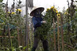 Hà Nội: Người dân làng hoa Tây Tựu “lao đao” vì đại dịch