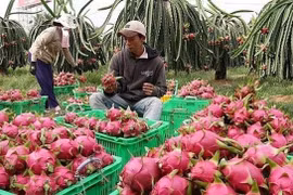 Trung Quốc nhập khẩu trở lại thanh long và chuối của Việt Nam