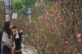 Hà Nội: Thị trường đào, quất rẻ hơn so với năm ngoái