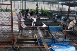 Tiền Giang: Ngư dân cồn Thới Sơn “kêu cứu” vì cá lồng bè không tiêu thụ được
