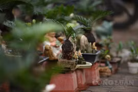 Ngắm nhìn những cây vạn tuế mini độc lạ, hút khách tại Thủ đô Hà Nội