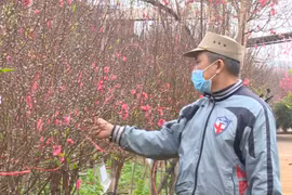 Hà Nội: Người trồng hoa Tết lao đao vì dịch Covid 19