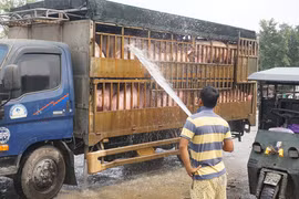 Thủ phủ heo “liêu xiêu” vì dịch Covid-19