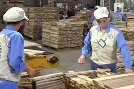 Phát huy thế mạnh về rừng trồng lấy gỗ nguyên liệu