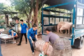 Giá heo hơi hôm nay 18/2: Giảm nhẹ ở nhiều địa phương