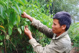 Lão nông Phú Thọ thu nhập cao nhờ trồng cây có nguồn gốc Nam Mỹ