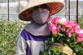 Sau hoa quả, rau củ, đến lượt Lâm Đồng kêu gọi “giải cứu” 100 triệu cành hoa tươi