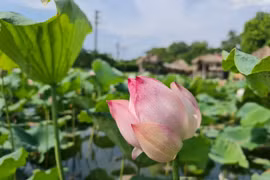 Về Xứ Thanh ngắm nhìn sắc sen mùa Hạ