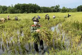 Thanh Hoá: Chiến sĩ công an xuống đồng cùng bà con thu hoạch lúa tránh bão