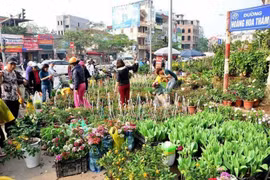 Hà Nội tổ chức 89 điểm chợ hoa xuân phục vụ Tết Nguyên đán 2021