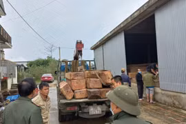 Thừa Thiên Huế: Bắt quả tang xe tải vận chuyển hàng nghìn m3 gỗ lậu