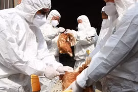 WHO khuyến cáo Việt Nam cảnh giác virus H5N8 lây từ gia cầm sang người