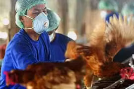 Phát hiện 7 người mắc cúm gia cầm H5N8, Tổ chức Y tế thế giới ra cảnh báo