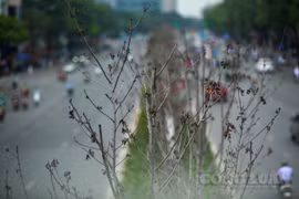 Hà Nội: Cận cảnh hàng cây phong lá đỏ héo khô, bong tróc sắp được chuyển đi nơi khác