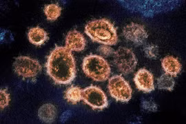 Virus Corona có thể biến đổi chức năng tế bào tuyến tụy, tăng nguy cơ bệnh tiểu đường