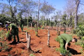 Đắk Lắk: Liên tiếp phát hiện nhiều người dân trồng cần sa trái phép trong rẫy