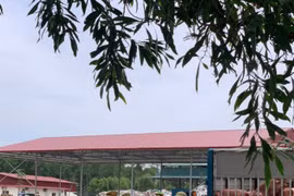 Vận chuyển 1,5 tấn lợn bệnh từ Vĩnh Phúc về Bắc Giang tiêu thụ, lái xe bị phạt… 7 triệu đồng