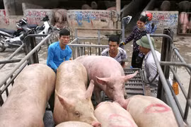 Giá heo hơi hôm nay 25/1: Tiếp tục tăng 1.000 đến 2.000 đồng/kg