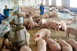 Giá heo hơi hôm nay 12/1: Đồng loạt tăng từ 1.000 - 2.000 đồng/kg