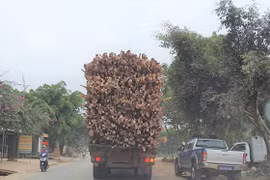 Thanh Hoá: Không "vùng cấm" trong việc xử lý xe quá khổ, quá tải