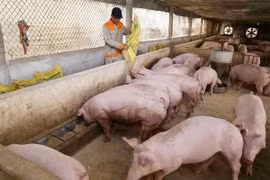 Giá heo hơi hôm nay 24/2: Tiếp đà giảm sau khi chững lại trong ngày hôm qua