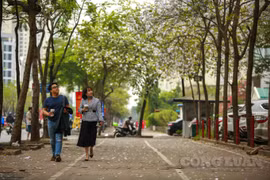Đẹp ngỡ ngàng hoa ban nở rực rỡ khắp các phố của Thủ đô