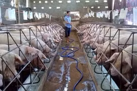 Giá heo hơi hôm nay 17/1: Tăng chạm ngưỡng 86.000 đồng/kg