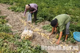 Khoai tây Quế Võ - "điểm sáng" của thị trường nông sản Bắc Ninh