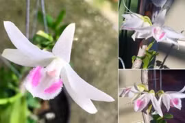 "Bong bóng" mang tên lan đột biến đã nổ?