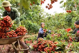 Bắc Giang: Đề nghị không dùng từ "giải cứu" khi đưa tin về quả vải thiều