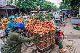 Lái xe, thương lái ra vào vùng vải Hải Dương phải có kết quả xét nghiệm âm tính với SARS-CoV-2