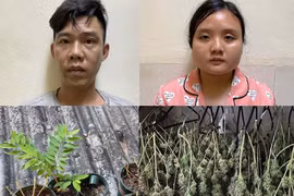 Phát hiện cặp vợ chồng phơi hơn 100 cành cần sa trong tủ quần áo