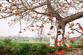 Tháng 3, hoa gạo nhuộm đỏ một góc trời Hà Nam
