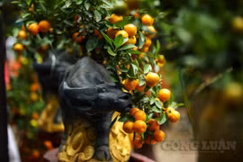 Năm Đinh Sửu "trâu cõng quất bonsai" lại rộn ràng dọc trục đường Lạc Long Quân
