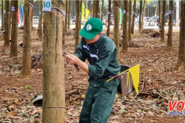Hội Nhà báo TP HCM phối hợp phát động Giải báo chí viết về Ngành cao su lần I năm 2021