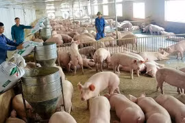 Giá heo hơi hôm nay 19/1: Duy trì đà tăng tại một số địa phương