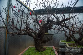 Đào Thất Thốn "nằm điều hòa" chờ nở hoa đúng dịp Tết Nguyên đán