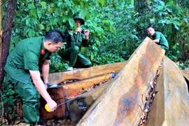 Để mất rừng, Hạt trưởng Hạt Kiểm lâm huyện Lắk bị kỷ luật