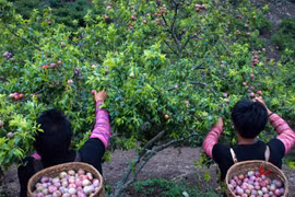 Vùng nguyên liệu vẫn trông chờ nhà máy