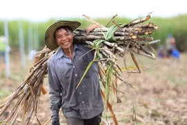 Áp thuế cao đối với mía đường Thái Lan, mía đường trong nước hưởng lợi thế nào?