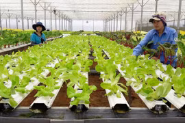 Lâm Đồng hướng đến là trung tâm nghiên cứu, sản xuất nông nghiệp công nghệ cao tầm quốc gia và quốc tế