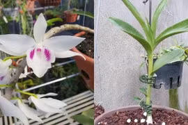 Phải xác minh về nguồn tiền thực hiện giao dịch mua bán hoa lan giá trị cao