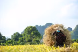 Hà Nội: Người dân tất bật thu hoạch lúa tại những huyện được nới lỏng giãn cách
