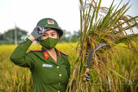Một xóm bị cách ly, công an "xuống đồng" thu hoạch lúa giúp dân