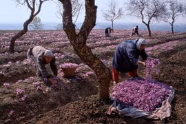 Nhụy hoa đắt đỏ được thu hoạch thế nào để có giá hàng trăm triệu đồng 1kg