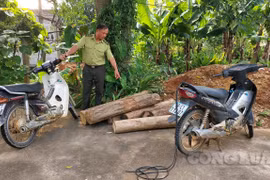 Thanh Sơn (Phú Thọ): Thất nghiệp do Covid-19, ba đối tượng đi chặt phá rừng phòng hộ kiếm lời