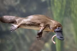 Thú mỏ vịt có đặc điểm gì giống cá mập?