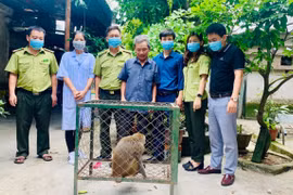Hà Tĩnh: Khỉ đuôi lợn và cu li nhỏ được bàn giao cho Vườn Quốc gia Vũ Quang
