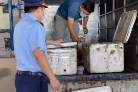 Phú Thọ: Vận chuyển 200 kg nội tạng hôi thối, chủ xe bị phạt… 10 triệu đồng