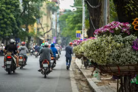 Cúc họa mi tinh khôi xuống phố